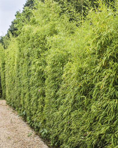 Planting a hedge of bamboos