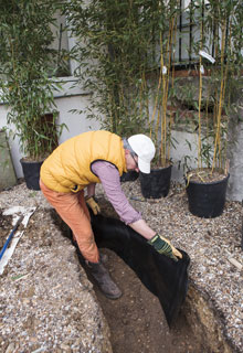 Planting a hedge of bamboos