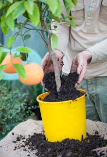Grow your citrus trees in pots