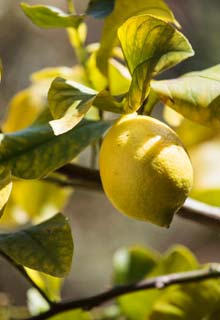 Grow your citrus trees in pots