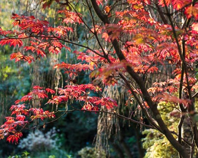 An Oriental look with the Japanese Maples