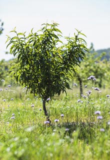 Feed fruiting trees