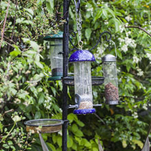 Feed the birds in the garden, useful and environmentally friendly