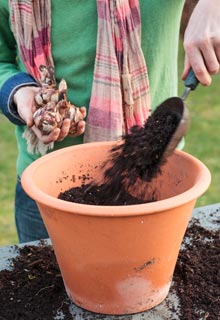 Planting spring-flowering bulbs in pot