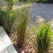 Planting a hedge of ornamental grasses
