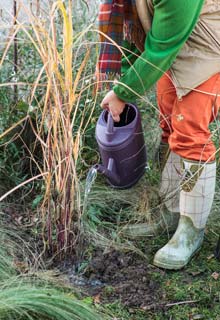 Planting a hedge of ornamental grasses