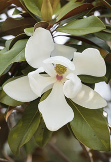 Plant a Magnolia