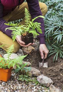 Planting hardy plants in the autumn