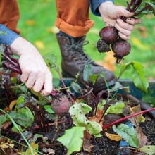 What is there do in the vegetable plot in autumn ?