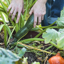 What can you do in the vegetable plot in summer ?