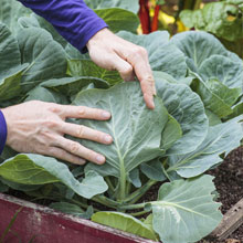What can you do in the vegetable plot in summer ?