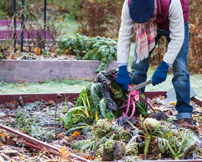 What can you do in the vegetable plot in winter ?