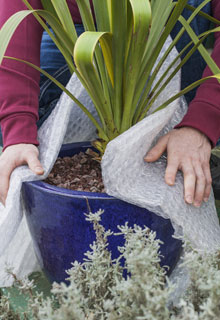 Protecting your potted plants in winter