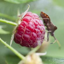 Look after Raspberry bushes