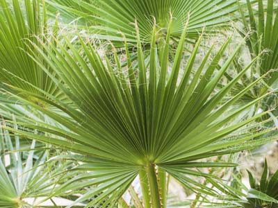 The indoors' palm