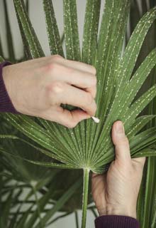 The indoors' palm