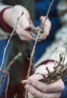 Pruning of the Blackcurrant and Currant bushes