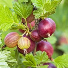 Pruning of the Blackcurrant and Currant bushes