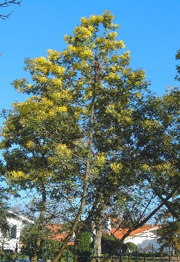 Mimosa 'Gaulois Astier' - Silver Wattle 'Gaulois Astier' - Acacia dealbata 'Gaulois Astier' Mimosa 'Gaulois Astier' - Silver Wattle 'Gaulois Astier' - Acacia dealbata 'Gaulois Astier'