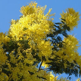 Mimosa 'Gaulois Astier' - Silver Wattle 'Gaulois Astier' - Acacia dealbata 'Gaulois Astier'