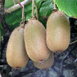 Self Fertile Kiwi - Actinidia chinensis