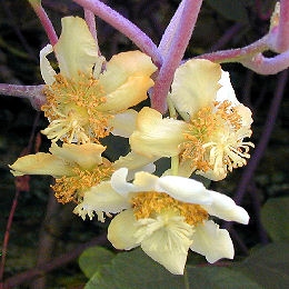 Self Fertile Kiwi - Actinidia chinensis