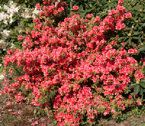 Azalea japonica 'Bengal fire'