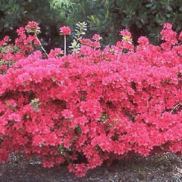 crimson azalea