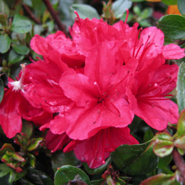 Azalea 'Hino Crimson' - Azalea japonica 'Hino Crimson'