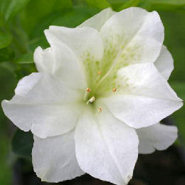 Azalea 'Olga Niblett' &nbsp;- Azalea japonica 'Olga Niblett'