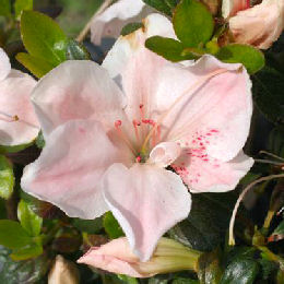 Azalea 'Sir Robert' - Azalea japonica 'Sir Robert'