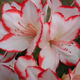 Azalea japonica 'Sachsenstern'