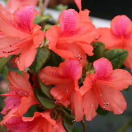 Azalea japonica 'Bengal fire'