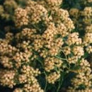 Groundsel Tree - Sea Myrtle - Baccharis halimifolia