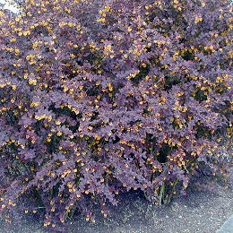Red Japanese Barberry - Berberis thunbergii 'atropurpurea' Red Japanese Barberry - Berberis thunbergii 'atropurpurea'