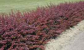Red Japanese Barberry&nbsp;- Berberis thunbergii 'atropurpurea' 
