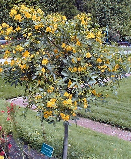 Flowery Senna - Autumn Cassia - Cassia corymbosa 