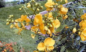 Flowery Senna - Autumn Cassia - Cassia corymbosa 