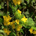 Bladder Senna, Colutea arborescens