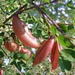Bladder Senna, Colutea arborescens