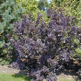 Purple Smoke Bush - Cotinus coggygria purpurea