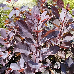 Purple Smoke Bush - Cotinus coggygria purpurea