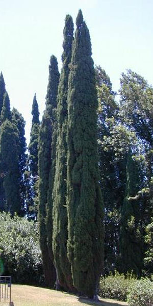 Italian pencil cypress - Cupressus sempervirens 'stricta'