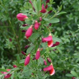 Cytisus scoparius 'Burkwoodii'
