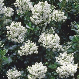 Escallonia 'Iveyii' - Escallonia 'Iveyii'