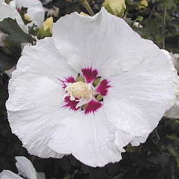 Red Heart Hibiscus - Red Heart Rose of Sharon - Hibiscus syriacus 'Red Heart' - Althea frutex 'Red Heart'
