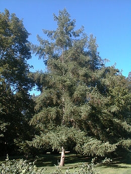 Japanese Larch &nbsp;- Larix leptolepis - Larix kaempferi