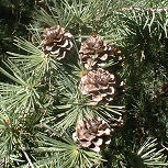 Japanese Larch &nbsp;- Larix leptolepis - Larix kaempferi