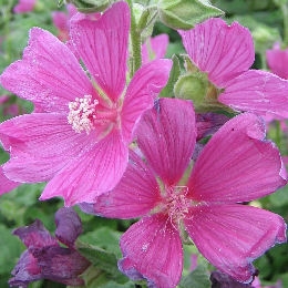 Lavatera 'Burgundy Wine'