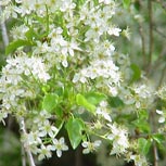 St Lucie Cherry - Mahaleb Cherry
